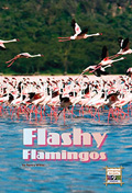 Flashy Flamingos
